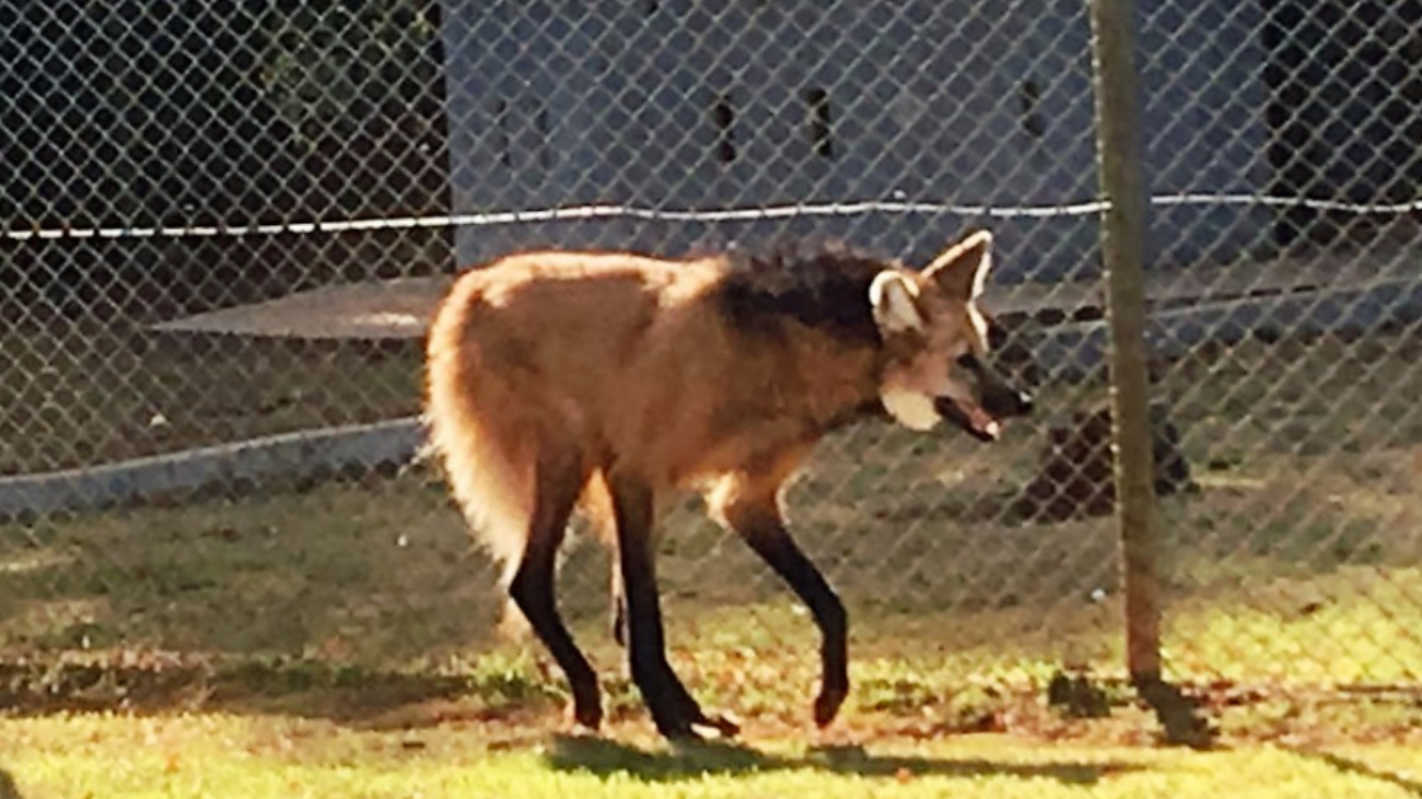 Novo-lobo-guara-femea-2_800x500