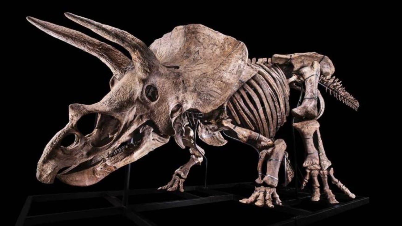 http___cdn.cnn_.com_cnnnext_dam_assets_210901095730-01-big-john-triceratops-auction