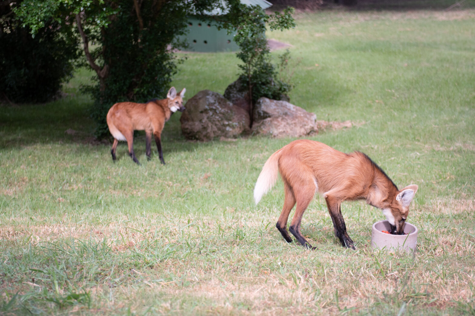 CBMM lança video aulas para ampliar o acesso à Educação Ambiental