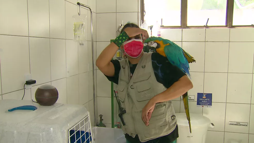 Veterinária usa óleos essenciais e aromaterapia para acalmar e tratar bichos no zoológico do Recife