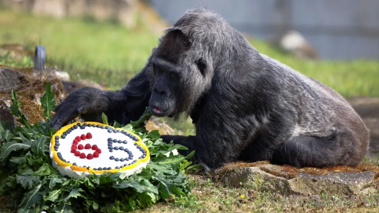 220415165209-oldest-gorilla-birthday-0413