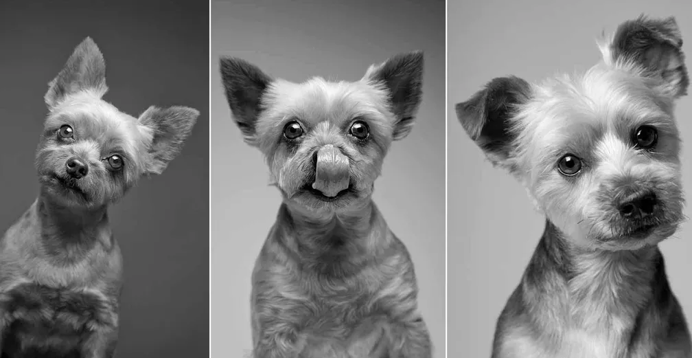 Clonagem de pets: por que tem gente pagando até R$ 200 mil para ter um clone do seu bichinho?