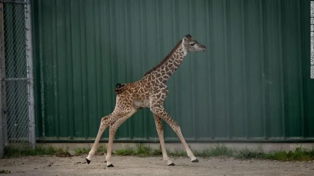 220909085934-01-baby-giraffe-ohio-exlarge-169