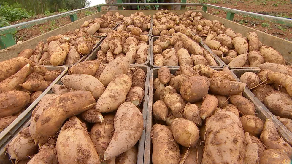 Batata com sabor de fruta é colhida em SP