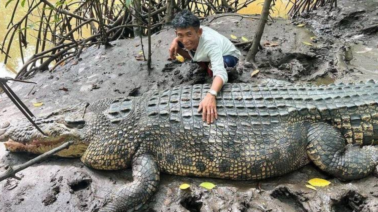 crocodilo-gigante-amizade-indonesia-26062023172841470