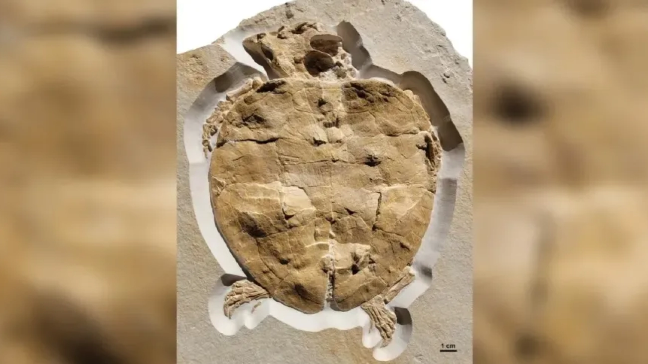 230728110255-02-jurassic-sea-turtle-fossil-specimen