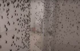 RJ faz nova soltura de mosquitos usados no combate à dengue