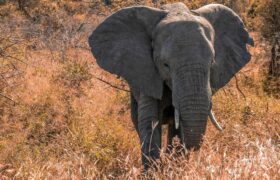 Zoológico nacional da África do Sul liberta seu último elefante