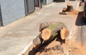 Corte indevido de árvores pode gerar multas e ação civil pública em Araxá