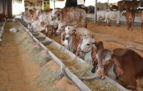 Com apoio da Prefeitura de Araxá, FENARAP 2025 promete movimentar o agronegócio regional durante a 45ª ExpoAraxá