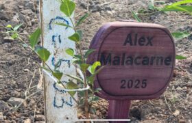 Atletas plantam árvores em Araxá para compensar carbono gerado durante a Copa do Mundo de Mountain Bike