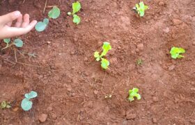 Projeto Horta promove educação ambiental e alimentação saudável para crianças acolhidas pela Fundação