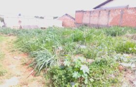 IPDSA intensifica fiscalização em terrenos baldios para prevenir incêndios